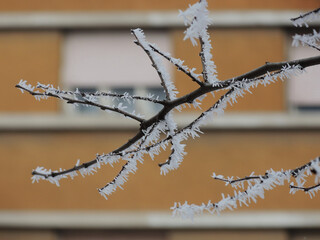 Tree branches covered with snow and frost with building in background