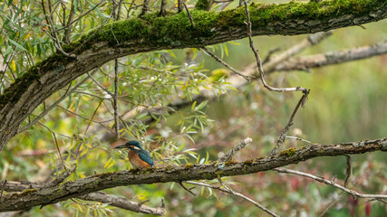 Kingfisher waiting for prey to appear