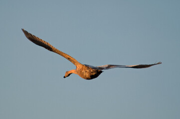 Rear view of a wild goose in flight against a grey sky and the rays from the setting sun lighting up the birds body.