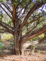 Large old tree