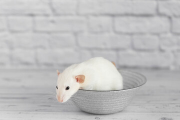 A cute white decorative rat sits on a gray plate. Close-up portrait of a rodent on a white background.