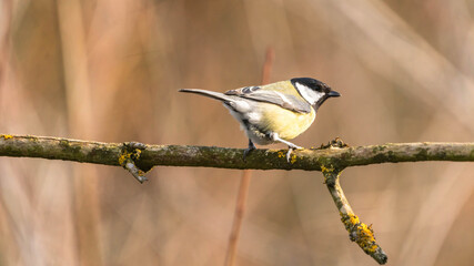 The great tit in the sun's rays