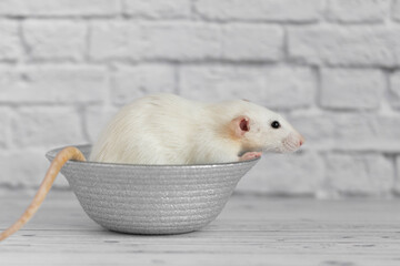 A cute white decorative rat sits on a gray plate. Close-up portrait of a rodent on a white background.