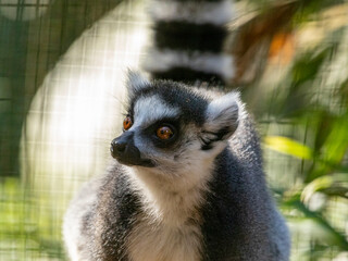 Ring tail Lemur (lemur catta)