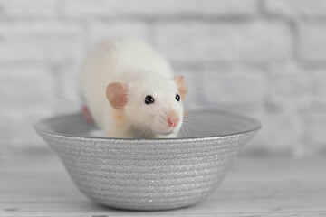 Fototapeta na wymiar A cute white decorative rat sits on a gray plate. Close-up portrait of a rodent on a white background.