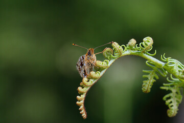 A Small Pearl-bordered Fritillary resting on a Bracken leaf.