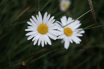 Obraz premium daisy flowers eith drops, spring in the field