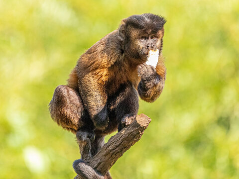 Macaco-prego, Macaco-prego (Cebus apella) na Amazônia. Alta…