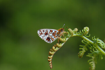 A Small Pearl-bordered Fritillary resting on a Bracken leaf.