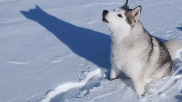 Siberian Husky with raised ears sits in the snow and howls.