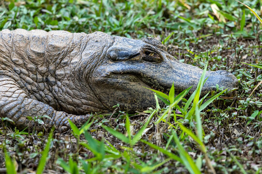 Alligator sunbathing on the grass
