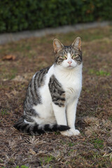 Beautiful cat  portrait, white and grey color, chillin and resting outdoors.
