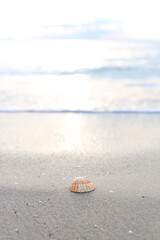 Selective Focus of sandy beach, small seashell swept by a wave on the  mediterranean sea coast at sunset in Antalya Turkey. Holiday, Travel and Vacation Concept. 