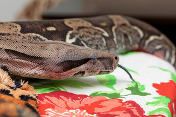 Boa constrictor (Boa constrictor constrictor)