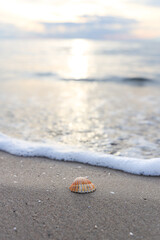 Selective Focus of sandy beach, small seashell swept by a wave on the  mediterranean sea coast at sunset in Antalya Turkey. Holiday, Travel and Vacation Concept. 