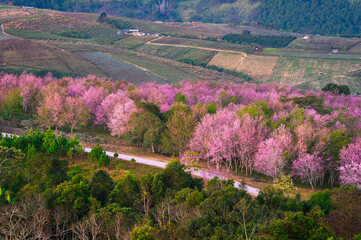Fototapeta na wymiar Wild Himakayan cherry trees or Cherry blossom field on phu lom lo mountain of Phu Hin Rong Kla national park in Loei, Thailand