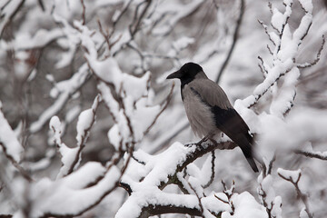 eine raabe sitzt auf einem schneebedeckten Ast
