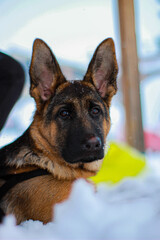 german shepherd dog