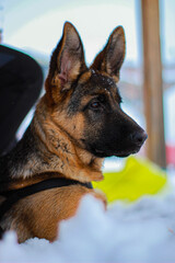 german shepherd dog portrait