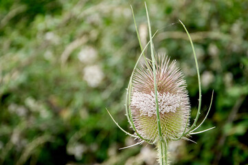 Macro white thistle