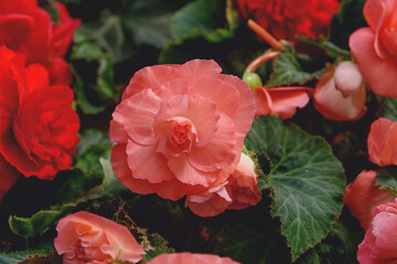 Tuberous begonias, Begonia. Pink flowers for balcony, park, rooms, garden. Flowers background