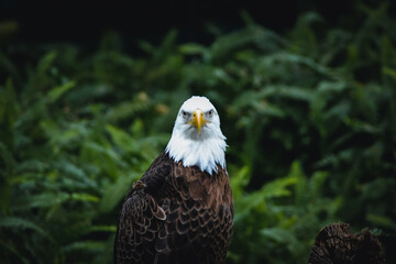 american bald eagle