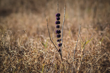 flower in meadow