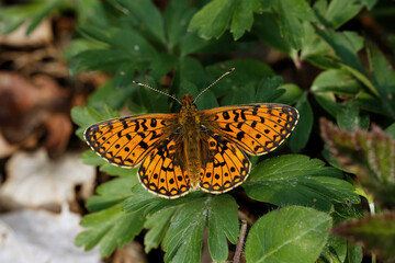 A Small Pearl-bordered Fritillary basking on green leaves.