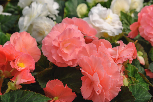 Tuberous begonias, Begonia. Flowers for balcony, park, rooms, garden Flowers background