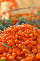 A large dish full of fresh sea buckthorn.