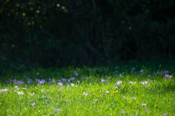Herbstzeitlose, Colchicum autumnale, am Waldrand