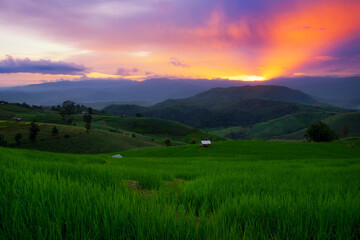 Fototapeta na wymiar Beautiful scene of terraced rice field in Ban Pa Bong Piang village in Chiang Mai province, Thailand