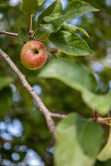 Single apple in a tree, with leaves in the foreground, bokeh.