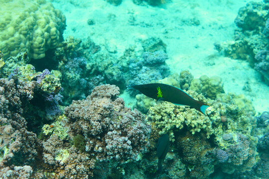 labre dans le lagon de moorea - polynesie francaise