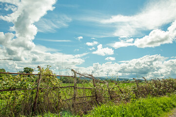 Fototapeta na wymiar Old iron fence in the countryside.