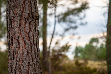 Trunk of a tree with a blurry background, space for text, banner.