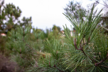 Multiple branches of pine tree, on the right of the frame.
