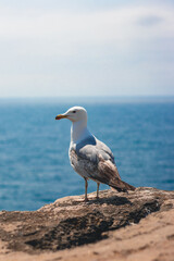 Vertical shot of a seagull at the Cabo Carvoreiro's cliff, Peniche, Portugal.