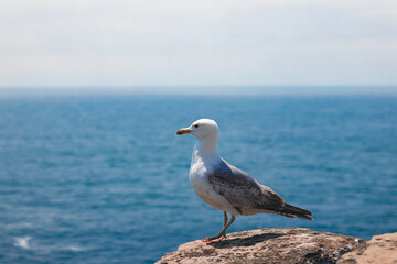 Seagull with the atlantic ocean in the background, Cabo Carvoreiro's cliff, Peniche, Portugal.
