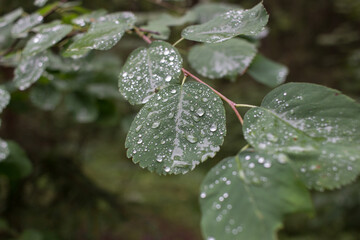 rain drops on a leaf