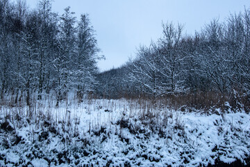 landscape with snow covered trees