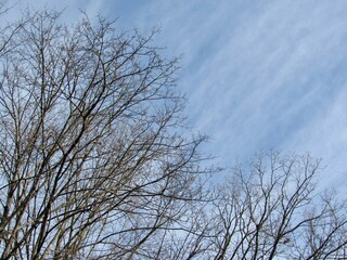 branches against blue sky