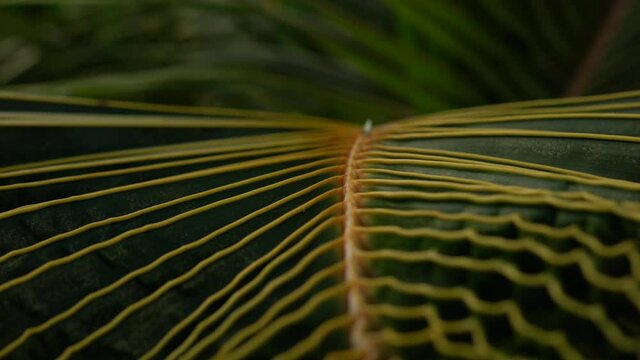 Close up on leaf of tropical jungle palm foliage, excotic branch of greenery plantation in National Park, botanic flora during wind spring weathe