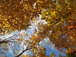 Yellow leafs with a sky view 
