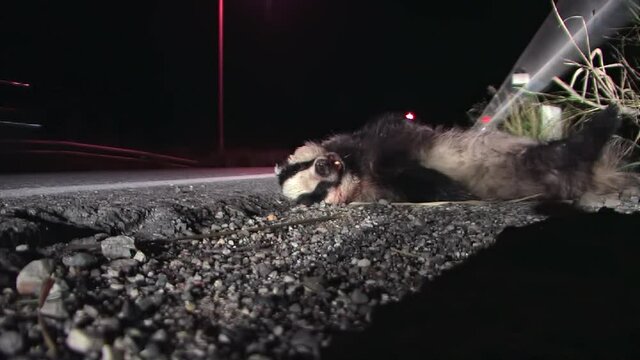 A dead Badger on the side of the street hit by a car 