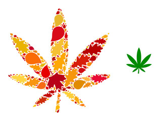 Marijuana mosaic icon combined for fall season. Vector marijuana mosaic is constructed from randomized autumn maple and oak leaves. Mosaic autumn leaves in bright gold, brown and red colors.