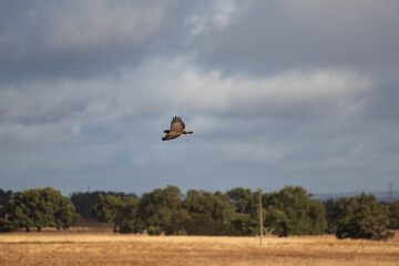 Eagle flying throw a rural field (wings spread), with cloudy sky in the background.