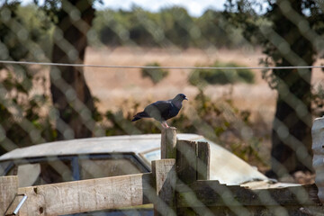 Pigeon standing on a wood post, in a farm. (fence in the foreground).