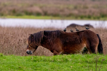 Four starlings stand on a chestnut brown horse back. Wild horses in nature, grass and lake