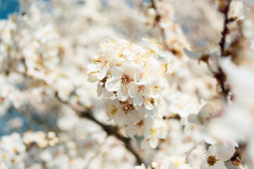 Blooming cherry branch in the garden